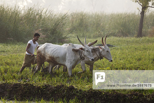 Oxen plow in a rice field  Pandavapura  Karnataka  South India  India  South Asia  Asia