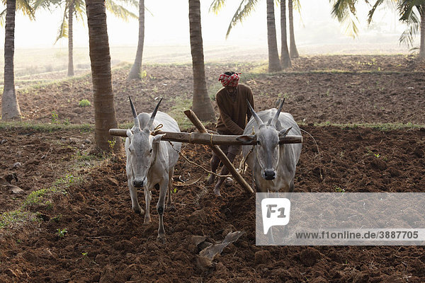 Ox-plow  Coorg  Karnataka  South India  India  South Asia  Asia