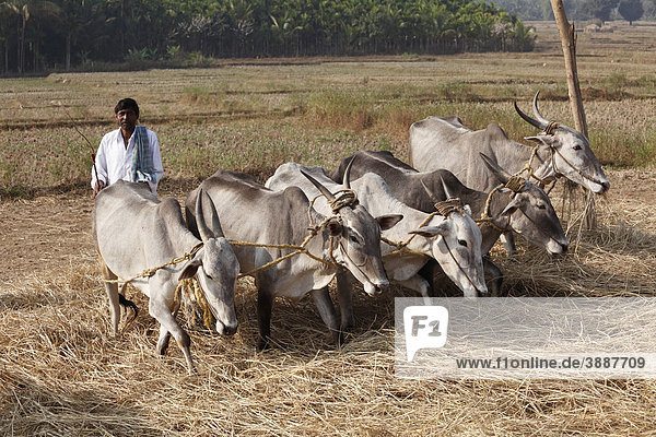 Ochsen dreschen Stroh  Coorg  Karnataka  Südindien  Indien  Südasien  Asien