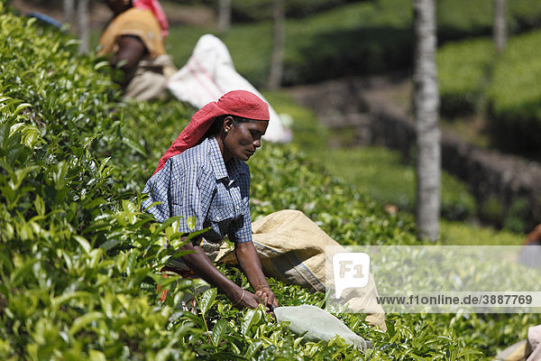 Teepflückerinnen in Teeplantage  Pampanar  Kardamomberge  Kerala  Südindien  Indien  Südasien  Asien