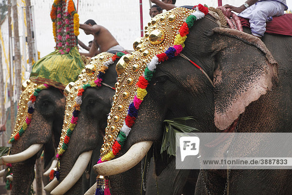 Hindu temple festival with elephants  Sri Mahadeva temple in Pattanakkad  Kerala  South India  South Asia