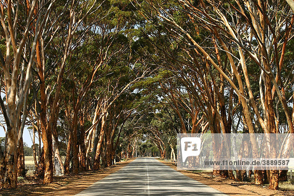 Allee mit Eukalyptusbäumen  Western Australia  Australien