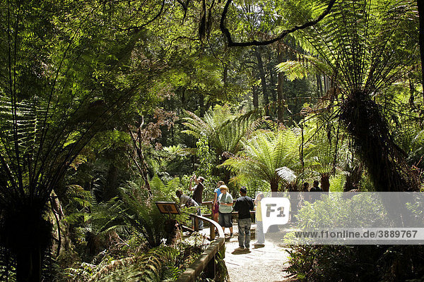 Touristen im Regenwald des Maits Rest Walk im Great Otway Nationalpark  Great Ocean Road  Victoria  Australien