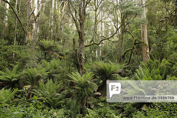 Baumfarne im Great Otway Nationalpark  Great Ocean Road  Victoria  Australien