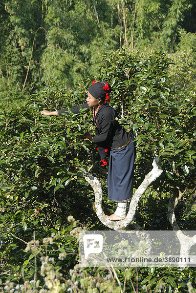 Tea picker  young woman of the Phounoy ethnic group climbing in a tree crown and plucking tea leaves from tea trees up to 400 years old  traditional traditional costume  the village of Ban Komaen  Phongsali district and province  Laos  Southeast Asia  Asia