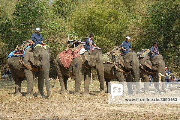 Elephants forming a line at the parade  Mahouts riding  Elephant Festival  Ban Viengkeo  Hongsa  Xaignabouri Province  Sayaburi  Xayaburi or Sainyabuli  Laos  Southeast Asia  Asia