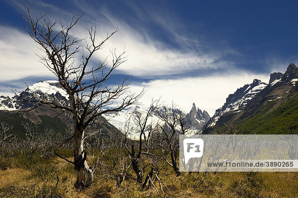 Cerro Torre Gipfel mit abgestorbenen Bäumen  El Chalten  Patagonien  Anden  Argentinien  Südamerika
