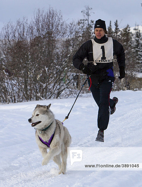 Junger Mann läuft  gezogen von einem Hund  Hundesport-Läufer  Canicross  laufender Schlittenhund  Siberian Husky  Schlittenhunde-Rennen in der Nähe von Whitehorse  Yukon Territory  Kanada