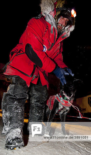 4 time Yukon Quest and Iditarod champion dog musher Lance Mackey thanking his dogs after arriving in Dawson City  Yukon Quest 1  000-mile International Sled Dog Race 2010  Yukon Territory  Canada