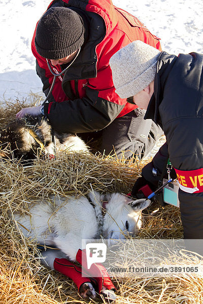Veterinarians examining sled dog  Alaskan Husky  stethoscope  wrist bandage  in Pelly Crossing Checkpoint  Yukon Quest 1  000-mile International Sled Dog Race 2010  Yukon Territory  Canada