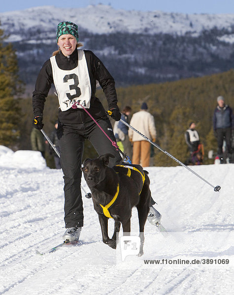 Young woman skijoring  skier pulled by a dog  running sled dog  dog sport  Labrador  Lab mix  dog sled race near Whitehorse  Yukon  Territory  Canada