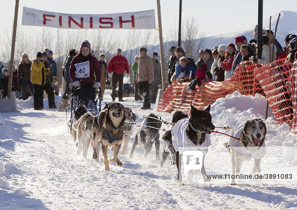 Rennende Schlittenhunde  Hitze reflektierende Hundejacken  Alaskan Huskies Schlittenhunde  Schlittenhundegespann  Beginn des Road Runner 100 Hundeschlittenrennens  Whitehorse  Yukon Territorium  Kanada