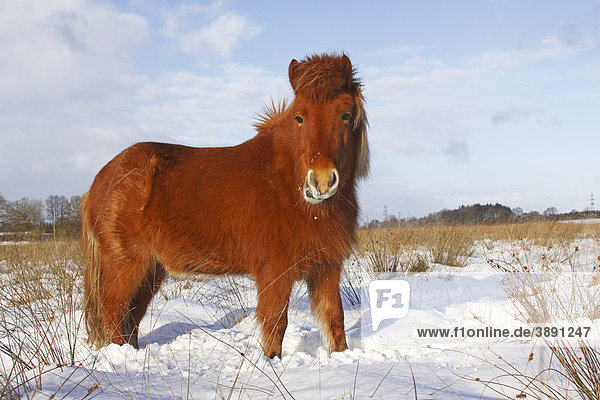 Pferd Der Pferderasse Islandpony Island Pony Islandpferd Islander Equus Przewalskii F Caballus Im Winter Im Schnee Pferd Der Pferderasse Islandpony Island Pony Islandpferd Islander Equus Przewalskii F Caballus Im Winter Im Schnee