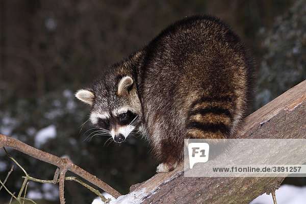 Raccoon (Procyon lotor) climbing on a tree