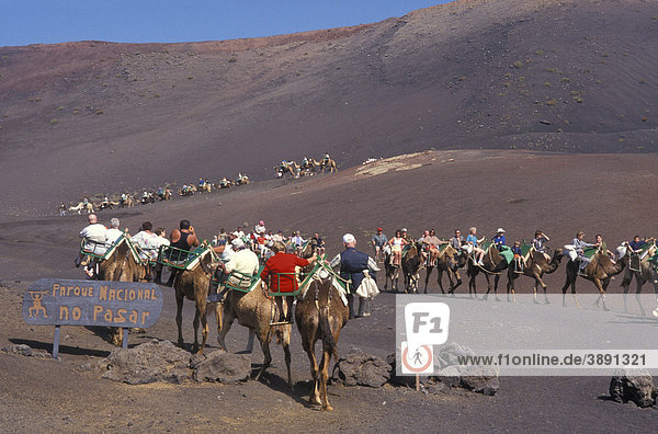 Camel ride  camel caravan in the Timanfaya National Park  tourists  volcanoes  lava  Lanzarote  Canary Islands  Spain  Europe