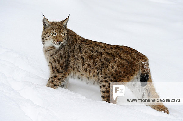 Europäischer Luchs (Lynx lynx) im Schnee