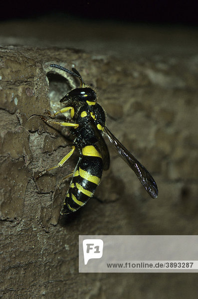 Mason Wasp Wespe (Fam.Odyneridae)  Nahaufnahme an Loch im Baumstamm