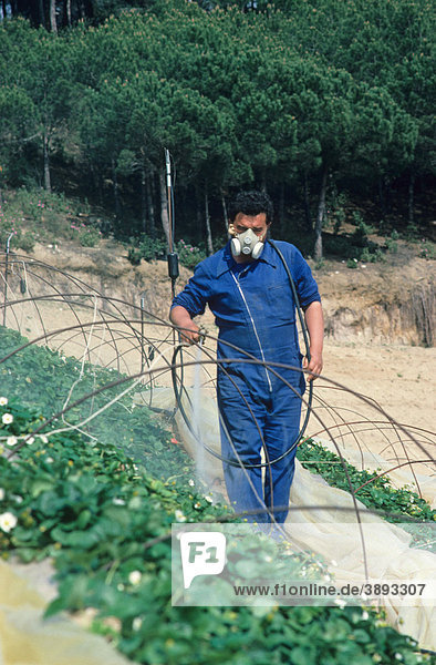 Person mit Schutzmaske beim Spritzen von Schädlingsbekämpfungsmitteln auf Erdbeer-Ernte von Hand  Spanien  Europa