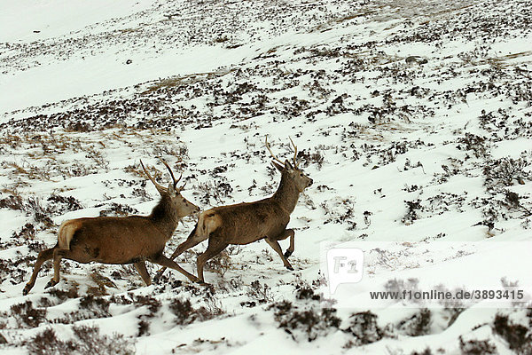 Rothirsch (Cervus elaphus)  zwei Hirsche laufen durch den Schnee  Winter  Cairngorms National Park  Highlands  Schottland  Vereinigtes Königreich  Europa