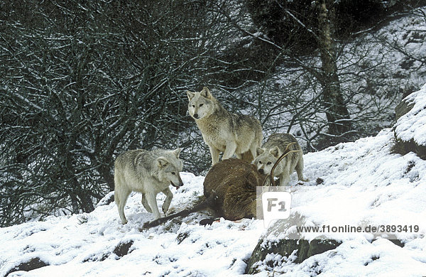 Wolf (Canis lupus)  drei Wölfe fressen einen Rothirsch im Schnee
