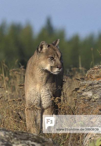 Puma (Felis concolor)  in Gefangenschaft