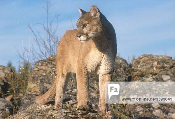 Puma (Felis concolor) Alttier steht mit gedrehtem Kopf auf Fels  in Gefangenschaft