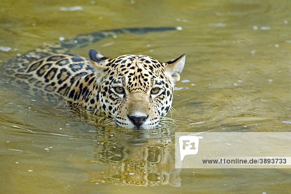 Jaguar (Panthera onca)  schwimmendes Jungtier