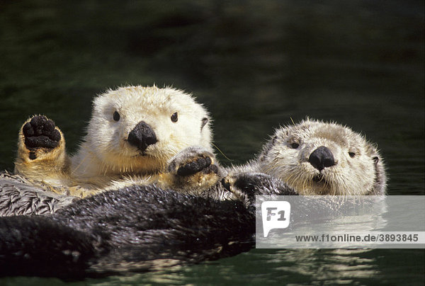 Sea Otter (Enhydra lutris)  two adults  lying on backs in water