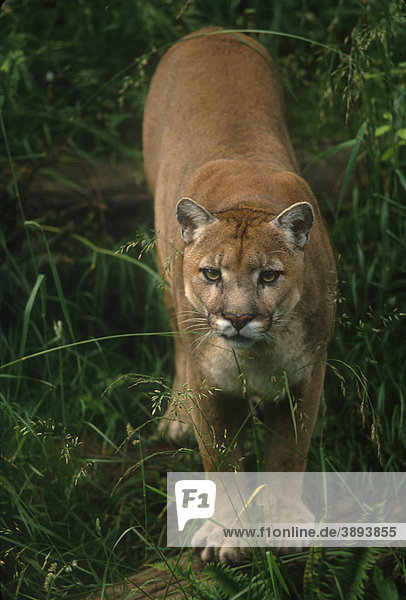 Puma (Felis concolor)  stehend