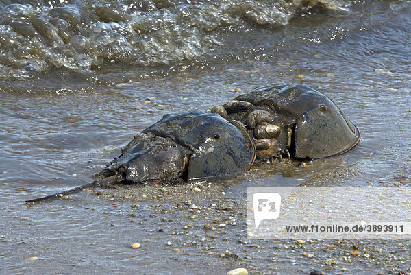 Pfeilschwanzkrebs (Limulus polyphemus)  Paarung  Massen-Laichen am Strand während der Wanderung  Delaware Bay  New Jersey  USA