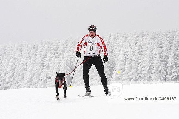 Skijoring  Eurohound  Scandinavian Hound  Winterberg Sled Dog Races 2010  Sauerland  North Rhine-Westphalia  Germany  Europe