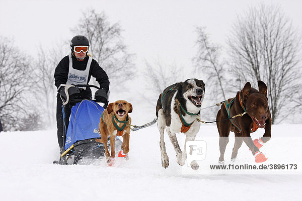 Eurohounds  Scandinavian Hounds  Winterberg Sled Dog Races 2010  Sauerland  North Rhine-Westphalia  Germany  Europe