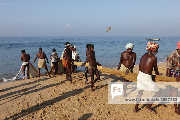 Fischer ziehen Netz ein  südlich von Kovalam  Malabarküste  Malabar  Kerala  Südindien  Indien  Asien