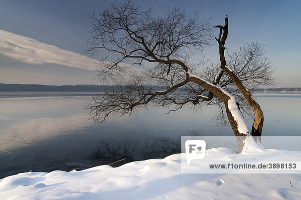 Winter am Tollensesee  Neubrandenburg  Mecklenburg-Vorpommern  Deutschland  Europa