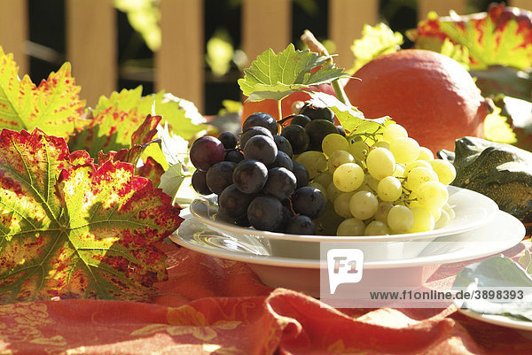 Weintrauben auf edlem Geschirr auf einem stilvoll gedeckten  herbstlichen Gartentisch in stimmungsvollem Licht