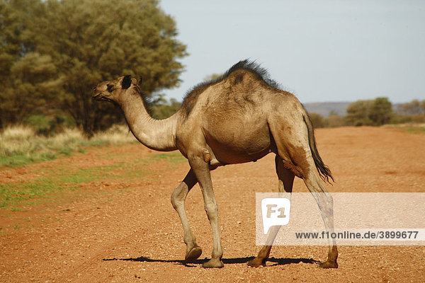 Camel in the Outback  Northern Territory  Australia