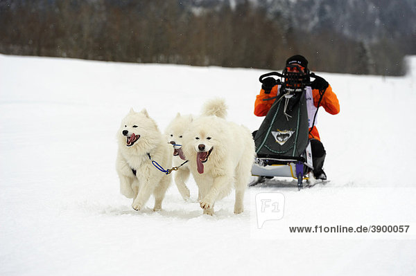 Samoyed sled dog team with musher  Studen  Switzerland  Europe