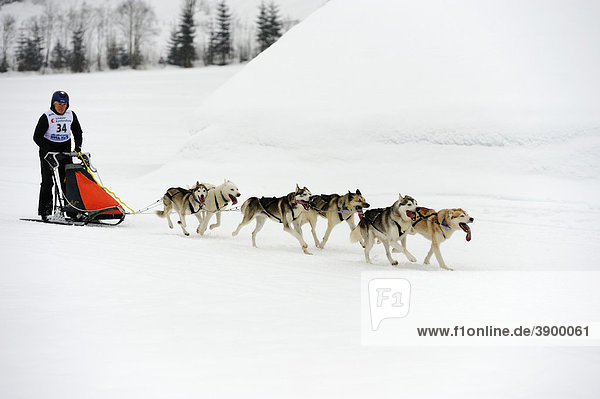 Siberian Husky  sled dog team with musher  Studen  Switzerland  Europe