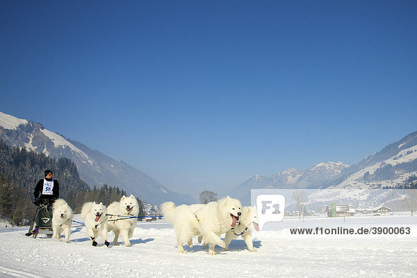 Musher mit seinen Samojeden Huskys beim Schlittenhunderennen in Lenk  Schweiz  Europa