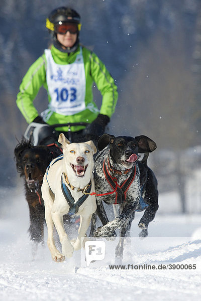 Musher mushing his Alaskan huskies at sleddog race in Lenk  Switzerland  Europe