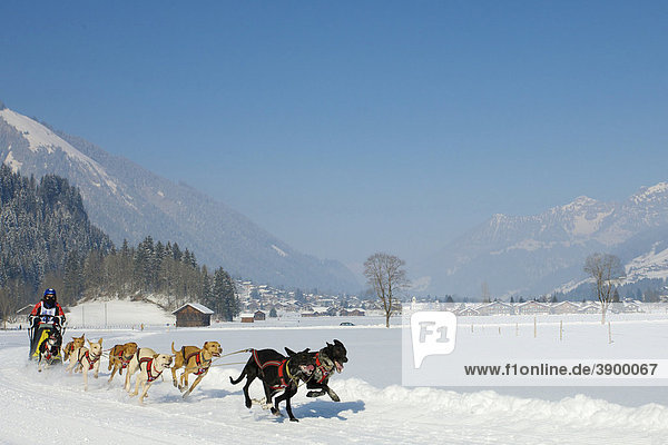 Musher mit seinen Alaskan Huskys beim Hundeschlittenrennen in Lenk  Schweiz  Europa