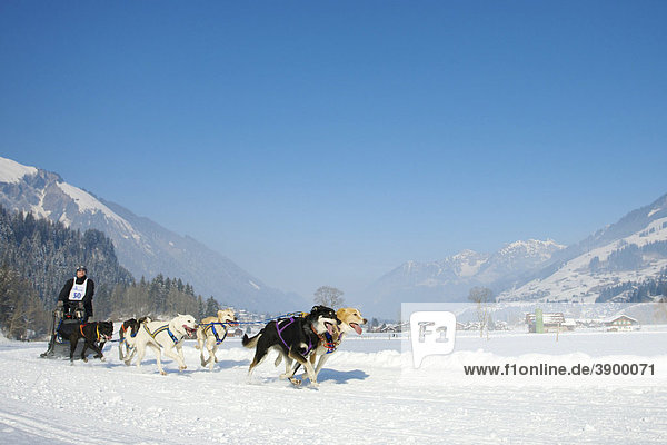Musher mit seinen Siberian Huskys beim Hundeschlittenrennen in Lenk  Schweiz  Europa