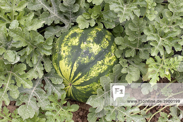 Wassermelone auf einem Feld in der Messara Ebene bei Asimi  Kreta  Griechenland  Europa