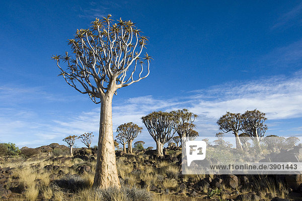 Köcherbaumwald (Aloe dichotoma) bei Keetmanshoop in Namibia  Afrika