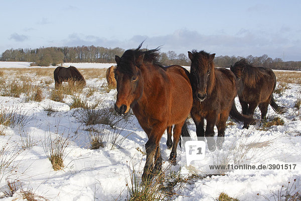 Pferde der Pferderasse Islandpony  Island-Pony  Islandpferd  Isländer (Equus przewalskii f. caballus) im Winter im Schnee