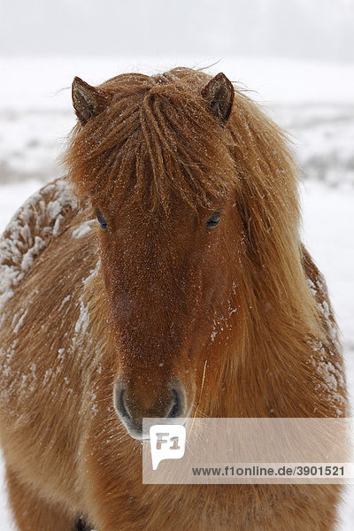 Islandpony Bei Schneetreiben Island Pony Junges Islandpferd Islander Equus Przewalskii F Caballus Portrait Im Winter Islandpony Bei Schneetreiben Island Pony Junges Islandpferd Islander Equus Przewalskii F Caballus Portrait Im Winter