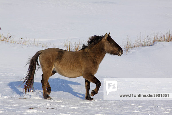 Laufendes Konikpferd  Konik-Pferd  Konik (Equus przewalskii f. caballus) im Winter im Schnee
