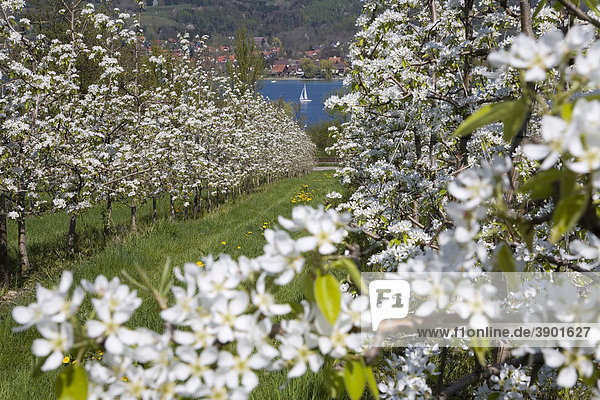Kirschblüte am Untersee  Obstbau  Obstplantage  Obstbäume in der Blüte  bei Mammern  Bodensee  Schweiz  Europa