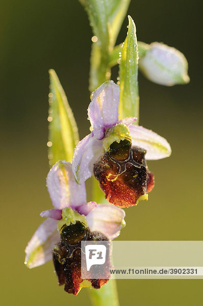 Hummel-Ragwurz (Ophrys holoserica)  Blütenstand nach Regenschauer im Gegenlicht
