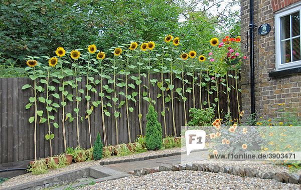 Row of sunflowers by the clearance fence